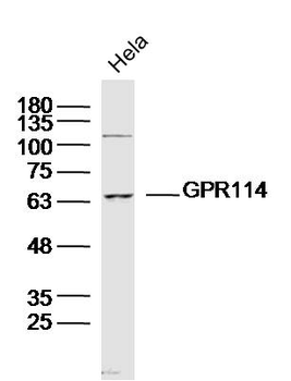 GPR114 Rabbit Polyclonal Antibody