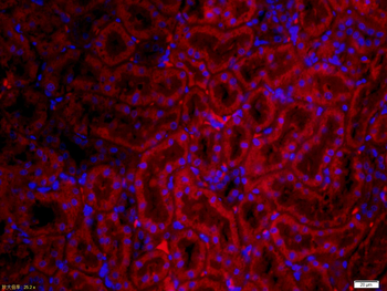 GPR177 Rabbit Polyclonal Antibody