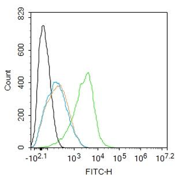 GPR4 Rabbit Polyclonal Antibody