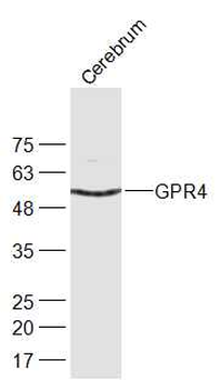 GPR4 Rabbit Polyclonal Antibody