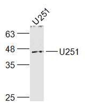 GPR4 Rabbit Polyclonal Antibody