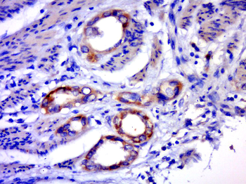 GPR25 Rabbit Polyclonal Antibody