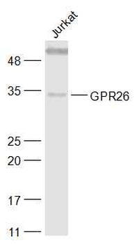GPR26 Rabbit Polyclonal Antibody