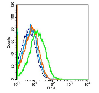 GPR48 Rabbit Polyclonal Antibody