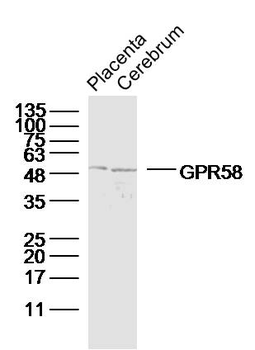 GPR58 Rabbit Polyclonal Antibody