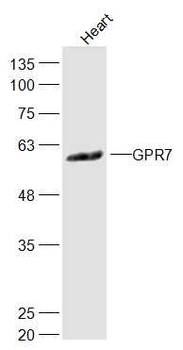 GPR7 Rabbit Polyclonal Antibody