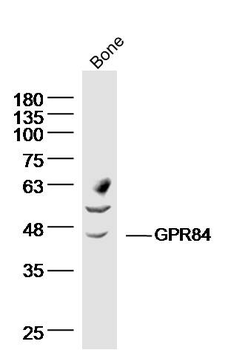 GPR84 Rabbit Polyclonal Antibody