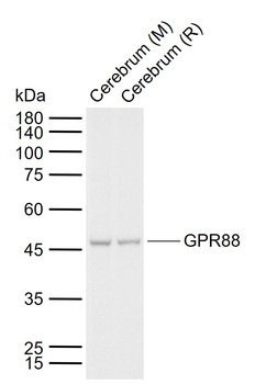 GPR88 Rabbit Polyclonal Antibody