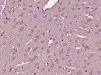 GPR89A Rabbit Polyclonal Antibody