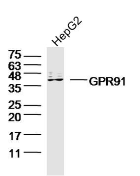 GPR91 Rabbit Polyclonal Antibody