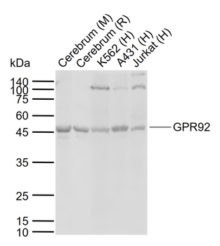 GPR92 Rabbit Polyclonal Antibody