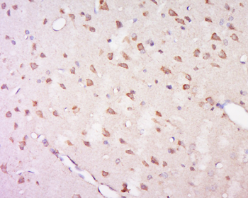 GPR92 Rabbit Polyclonal Antibody