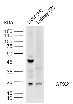 GPX2 Rabbit Polyclonal Antibody