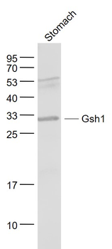 Gsh1 Rabbit Polyclonal Antibody