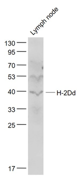 H2-D1 Rabbit Polyclonal Antibody