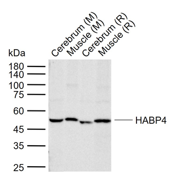 HABP4 Rabbit Polyclonal Antibody