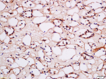 HCP1 Rabbit Polyclonal Antibody