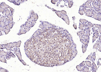 HDAC3 Rabbit Polyclonal Antibody