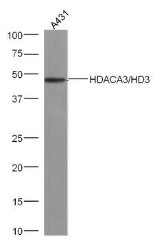 HDAC3 Rabbit Polyclonal Antibody