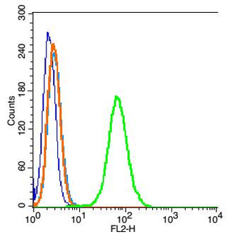 HELZ Rabbit Polyclonal Antibody