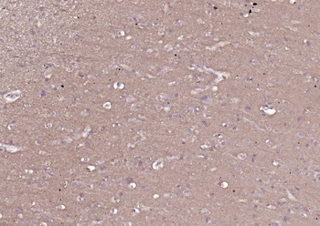 CD90/Thy-1 Mouse Monoclonal Antibody