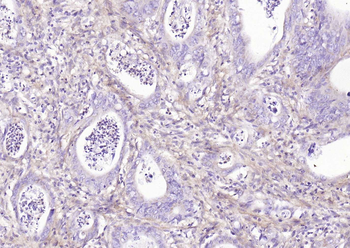 CD90/Thy-1 Mouse Monoclonal Antibody