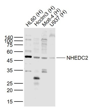 NHEDC2 antibody