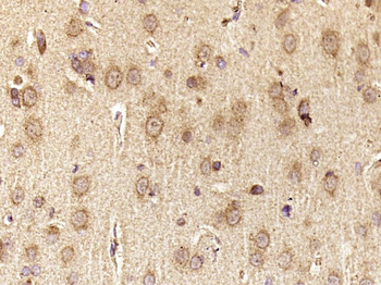 HERC6 Rabbit Polyclonal Antibody
