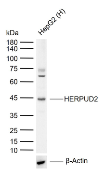 HERPUD2 Rabbit Polyclonal Antibody