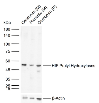 HIF Prolyl Hydroxylases Rabbit Polyclonal Antibody
