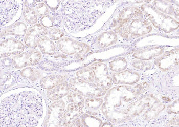 Histone H1.4 Rabbit Polyclonal Antibody