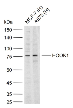 HOOK1 Rabbit Polyclonal Antibody