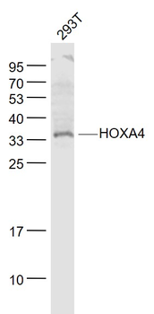 HOXA4 Rabbit Polyclonal Antibody