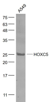 HOXC5 Rabbit Polyclonal Antibody