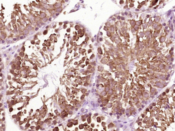 HSP90 alpha Rabbit Polyclonal Antibody