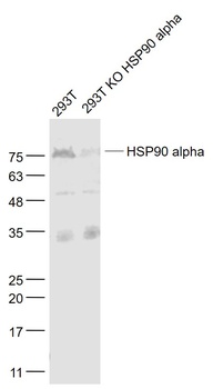 HSP90 alpha antibody