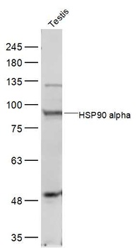 HSP90 alpha antibody