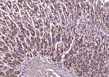 ICK Rabbit Polyclonal Antibody