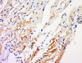 IDN3 Rabbit Polyclonal Antibody