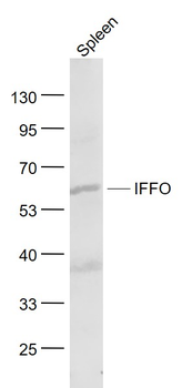 IFFO Rabbit Polyclonal Antibody