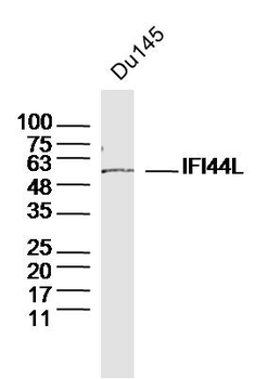 IFI44L Rabbit Polyclonal Antibody