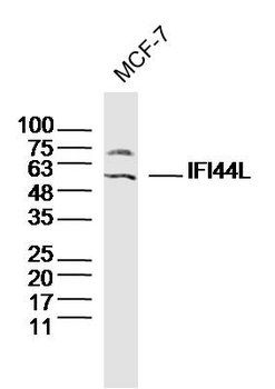 IFI44L Rabbit Polyclonal Antibody
