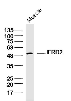 IFRD2 Rabbit Polyclonal Antibody