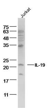 IL-19 antibody