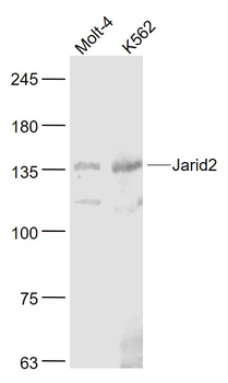 Jarid2 Rabbit Polyclonal Antibody