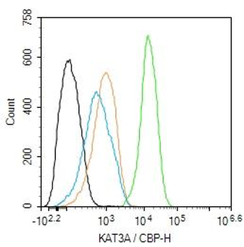 KAT3A / CBP Rabbit Polyclonal Antibody