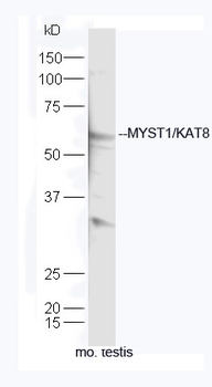 MYST1/KAT8 Rabbit Polyclonal Antibody