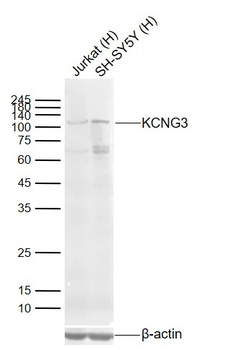 KCNG3 Rabbit Polyclonal Antibody