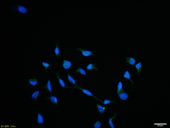 KDM1/LSD1 Rabbit Polyclonal Antibody