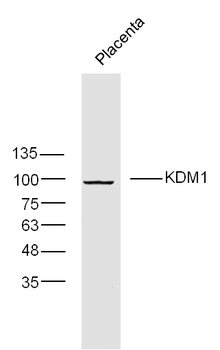 KDM1/LSD1 Rabbit Polyclonal Antibody